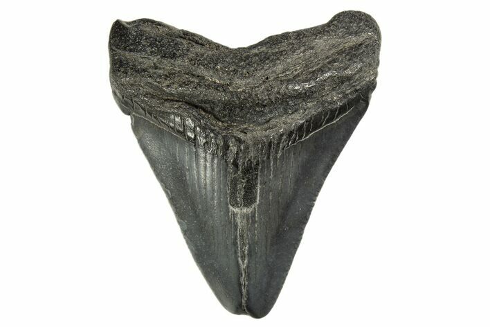 Juvenile Megalodon Tooth - South Carolina #312126